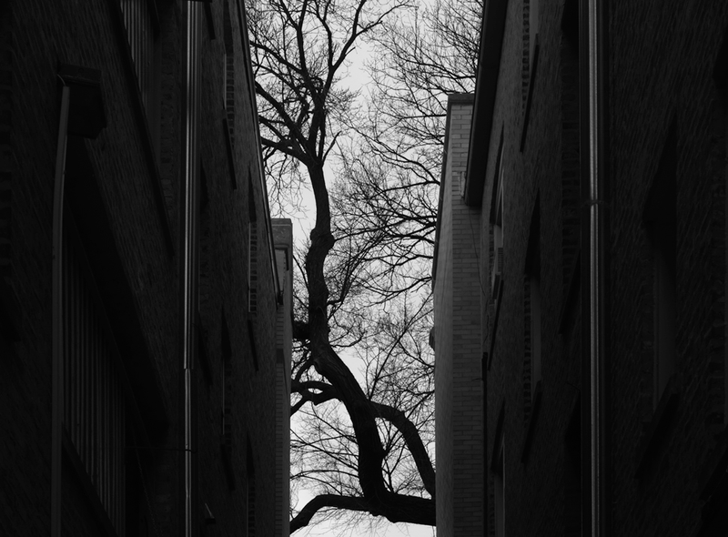 Illustration for article titled 27 Photos Of Barenaked Trees